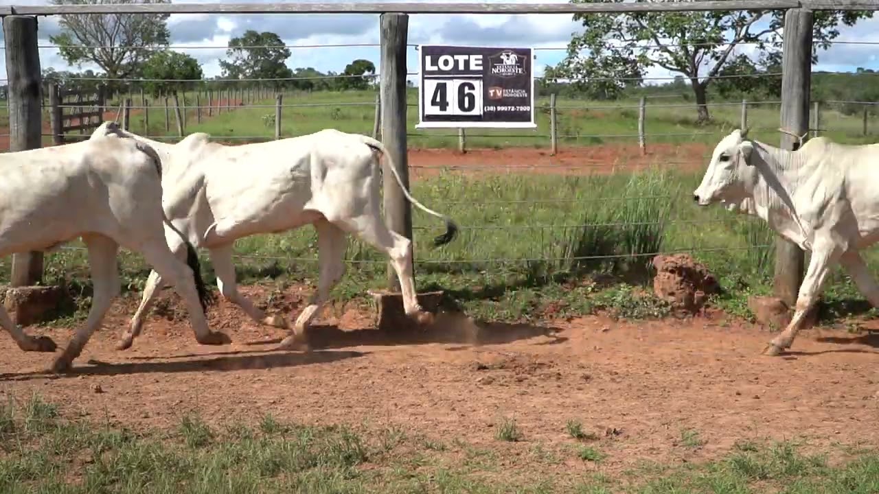 LOTE 46 - 22 NOVILHAS NELORE - 18 A 22 MESES