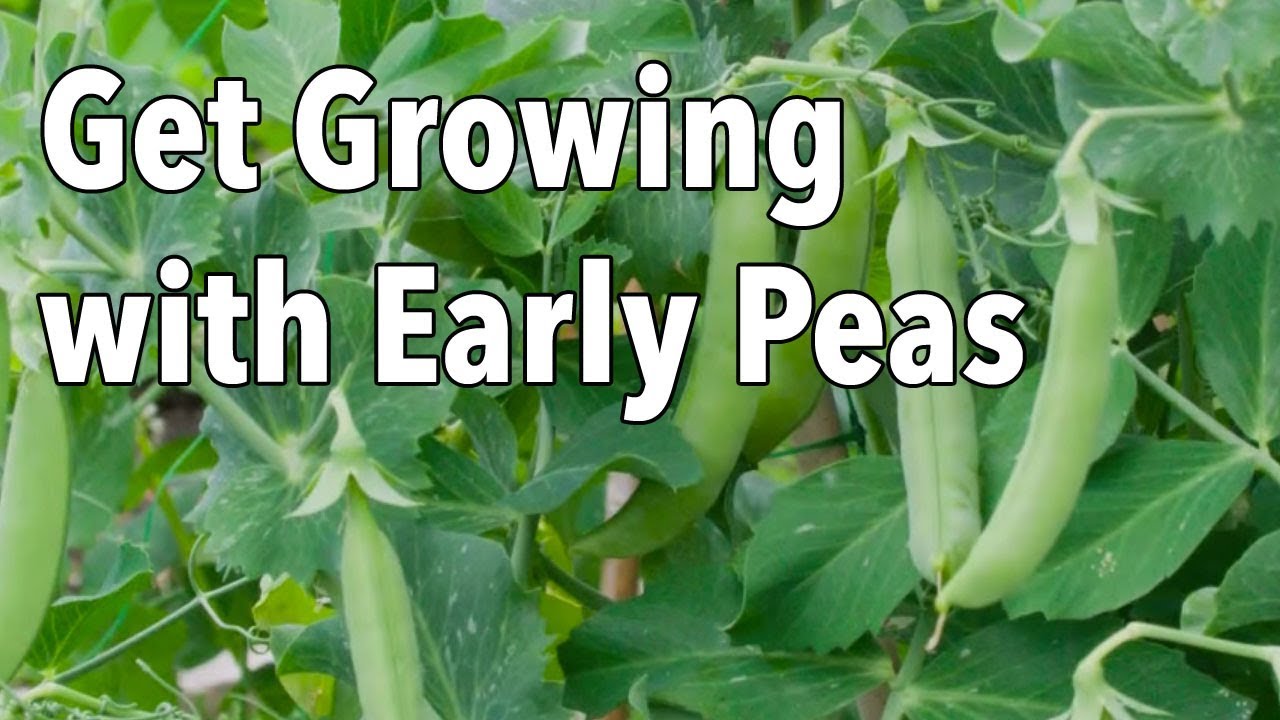 Get Growing with Early Peas