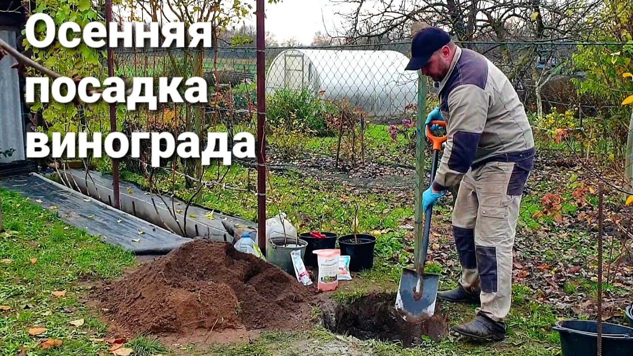 Осеняя посадка винограда 06.10.2025