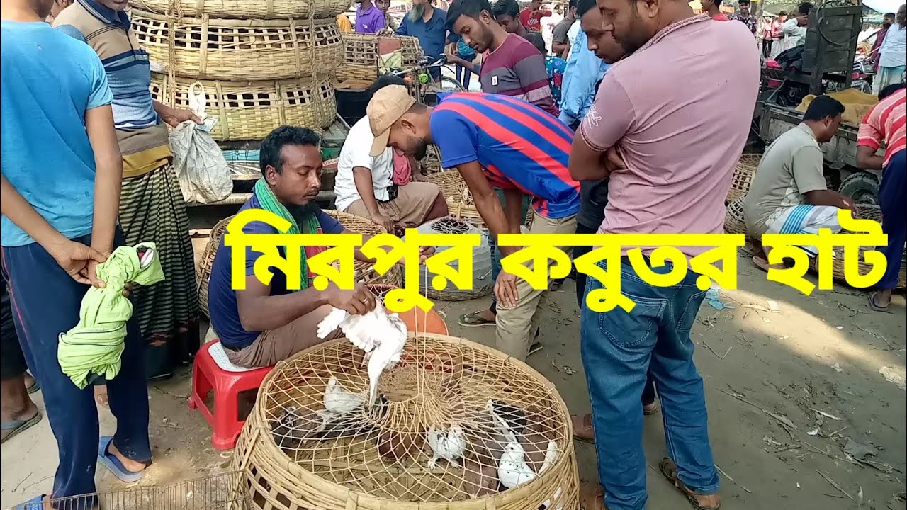 কুষ্টিয়া মিরপুরের বিখ্যাত কবুতরের হাট