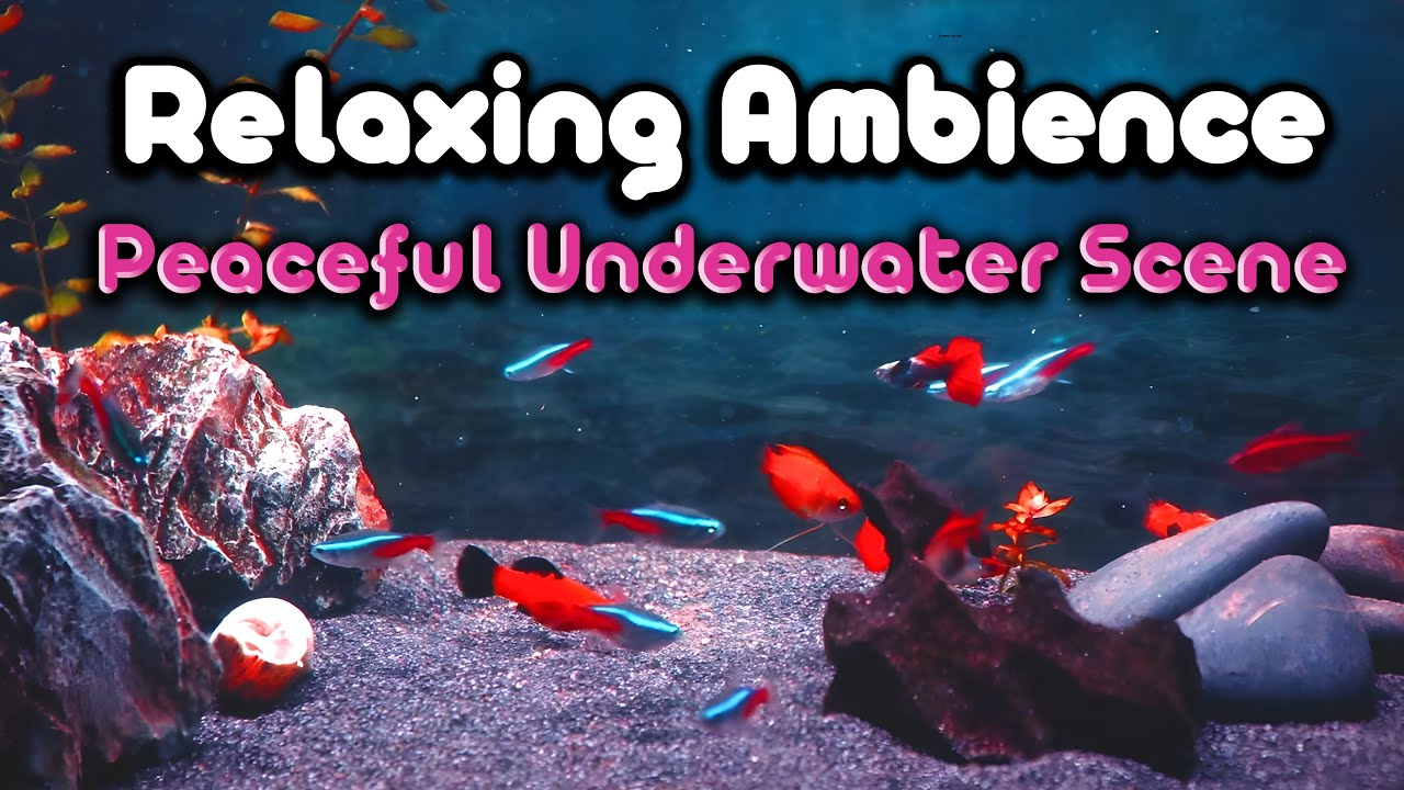 Different Aquarium Design | Beautiful Fish & Relaxing Ambience