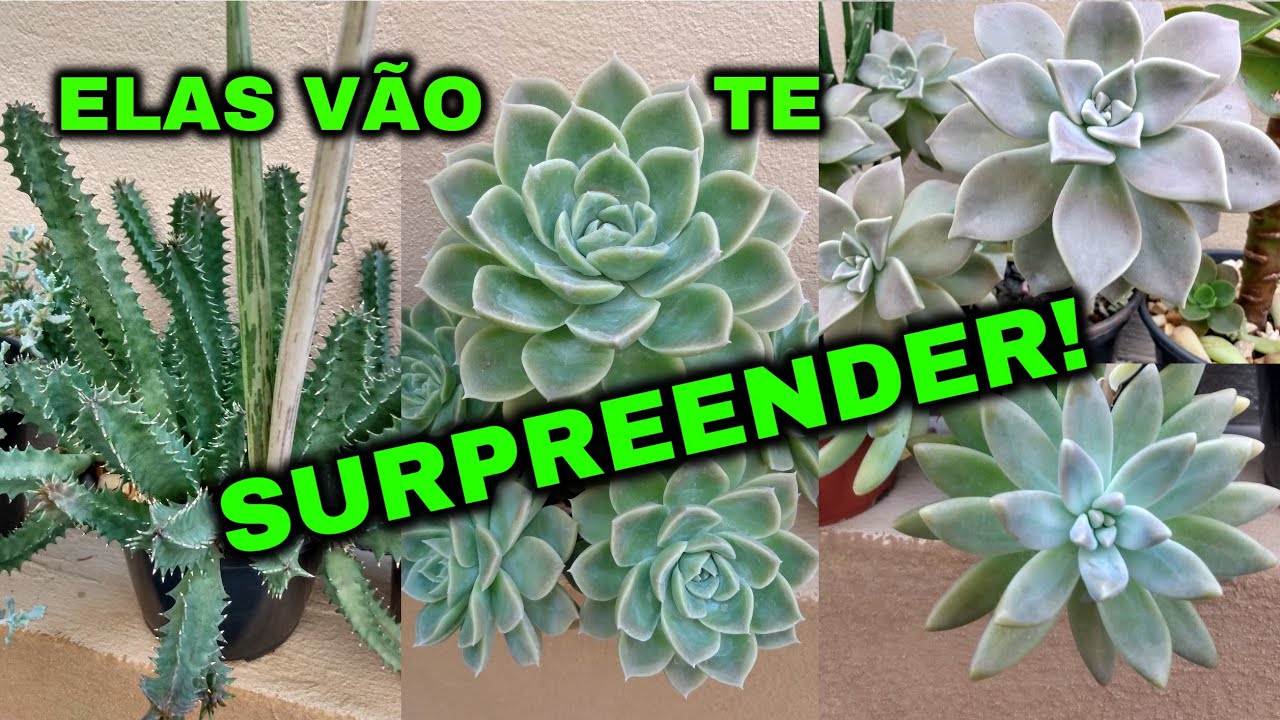 8 ESPÉCIES DE SUCULENTAS DE CRESCIMENTO RÁPIDO