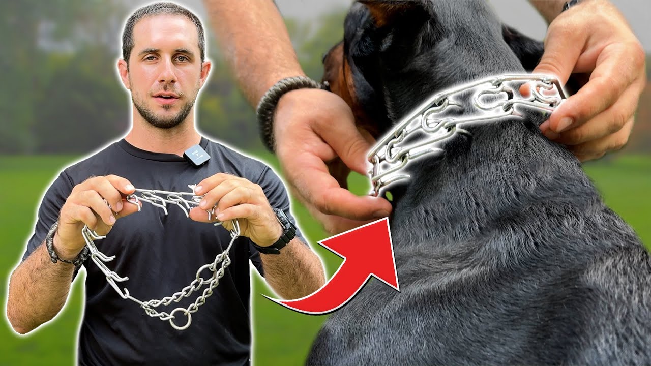 Prong Collar Sizing, Fitment, Usage, and more (Complete Guide)