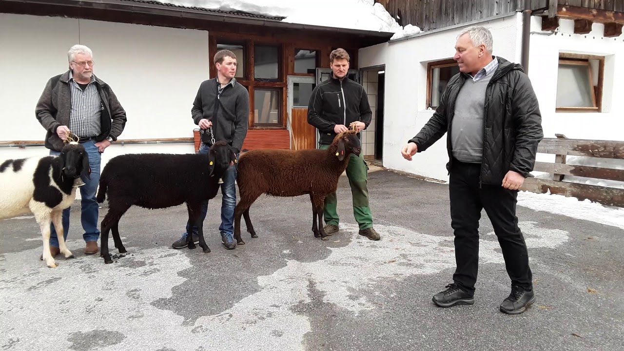 Vorstellung Farbschläge Braunes Bergschaf
