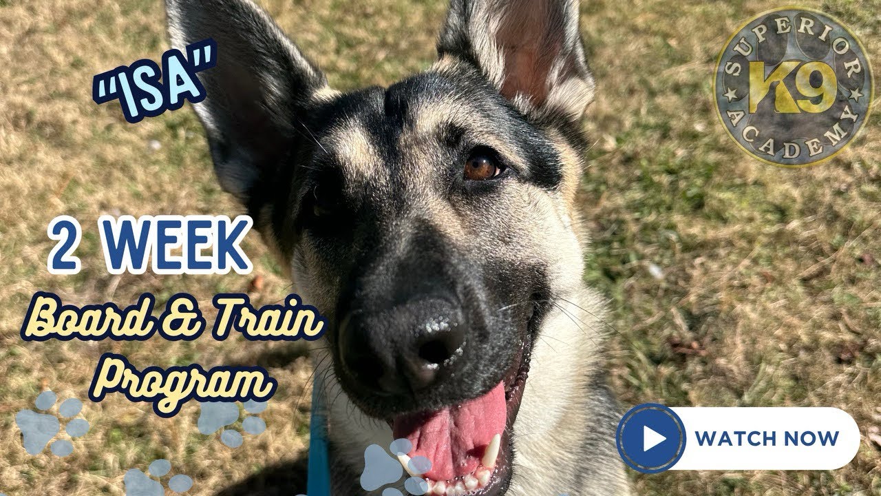 Young German Shepherd “Isa” | 2 Week Board & Train | Florida Dog Trainers