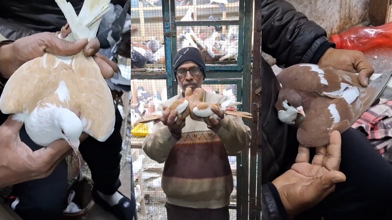 Jama Masjid kabootar Shop Delhi🕊Gole Patiyala  Siraji Maggie Madrasi Panjabi kabutar Market  Delhi