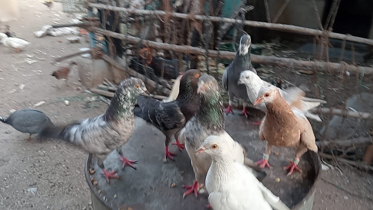 Mere Farmhouse Ke Parindey 🥰