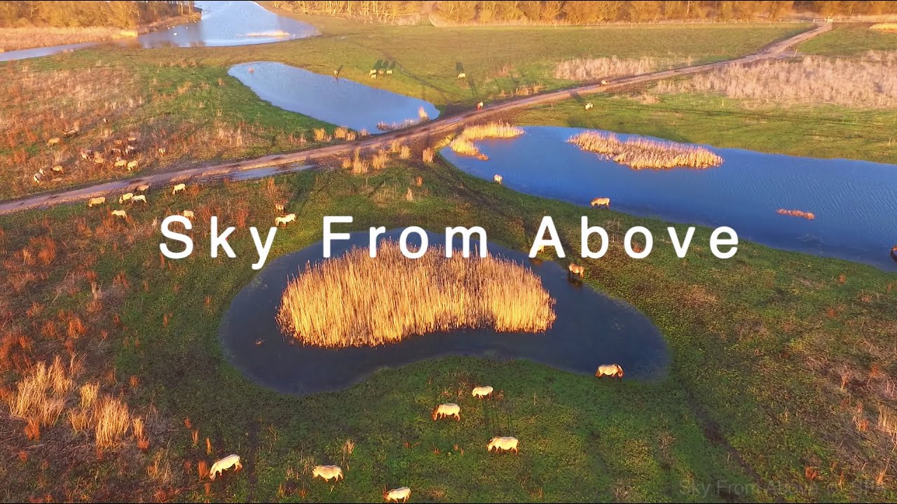 Sky From Above Drone| Oostvaardersplassen | Lelystad | The Netherlands
