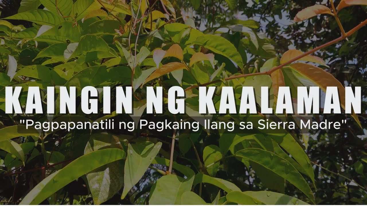 CULTIVATING INDIGENOUS KNOWLEDGE: Sustaining Wild Foods in the Sierra Madre (KAINGIN NG KAALAMAN)