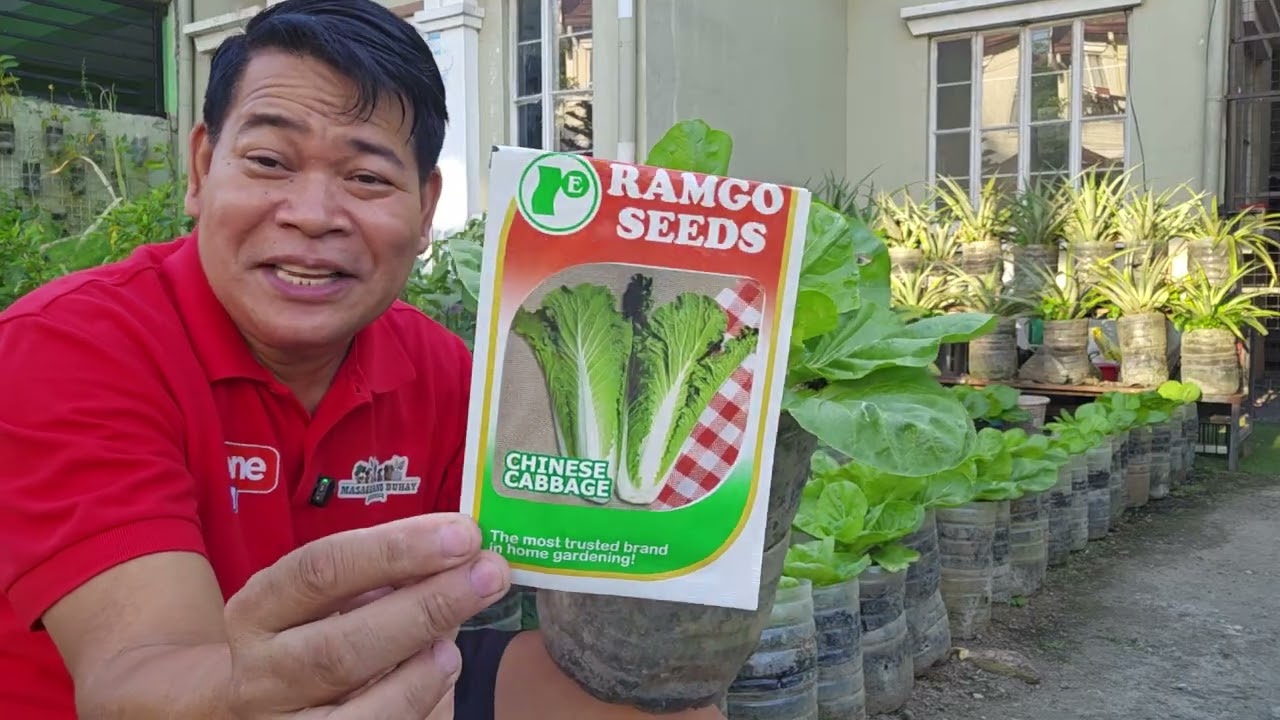 Chinese Cabbage/Petchay Baguio itinanim ko sa bote, ang lalaki nila