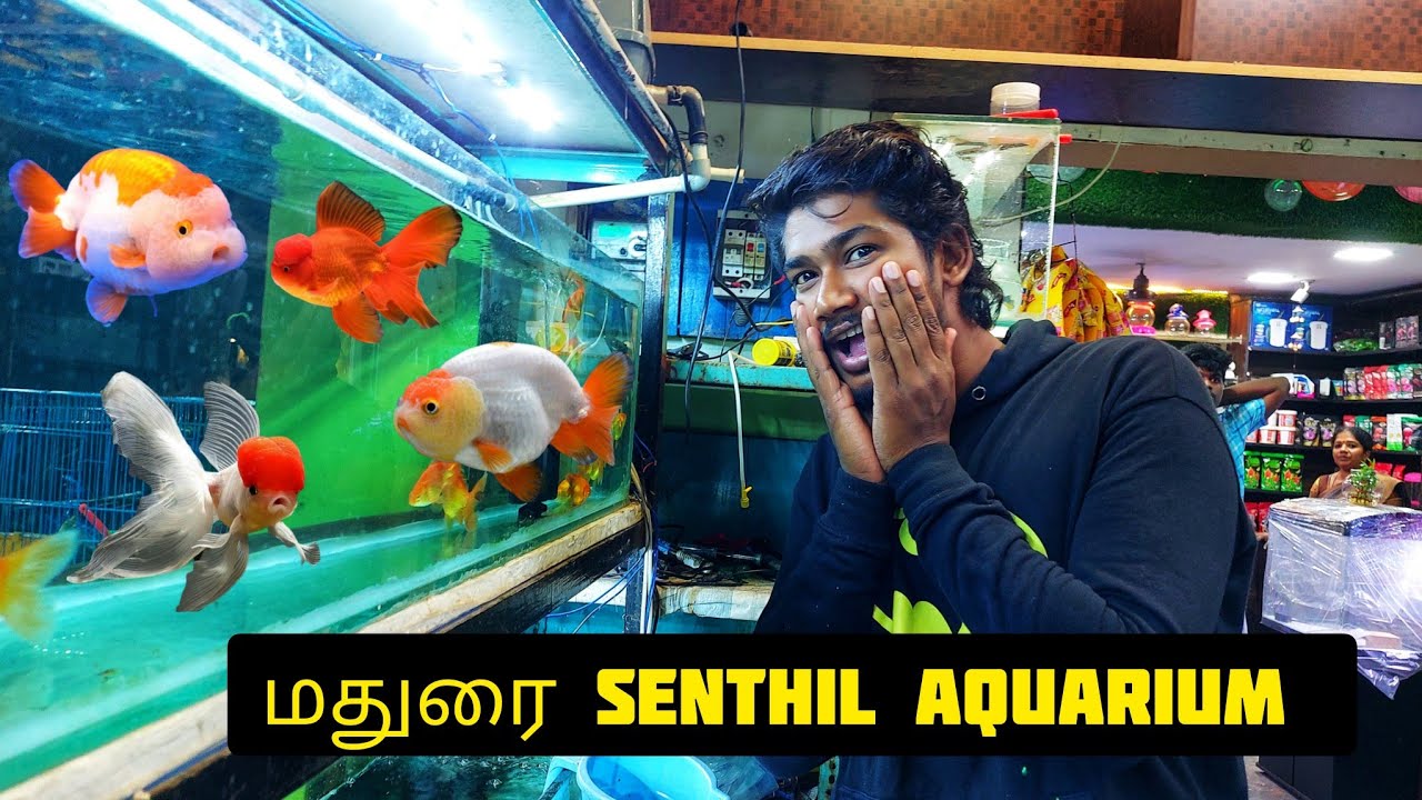 SENTHIL AQUARIUM MADURAI‼️-|SafiQ's Thought @sadhamssearch