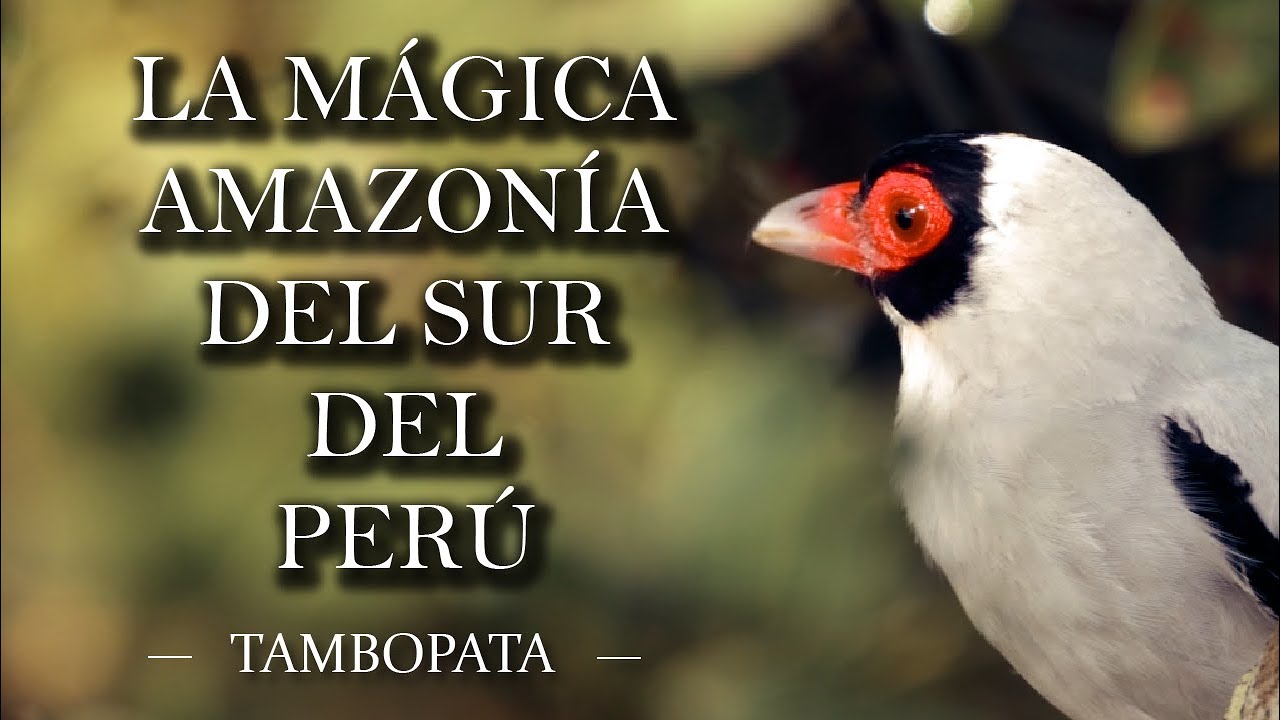 Reserva Nacional Tambopata