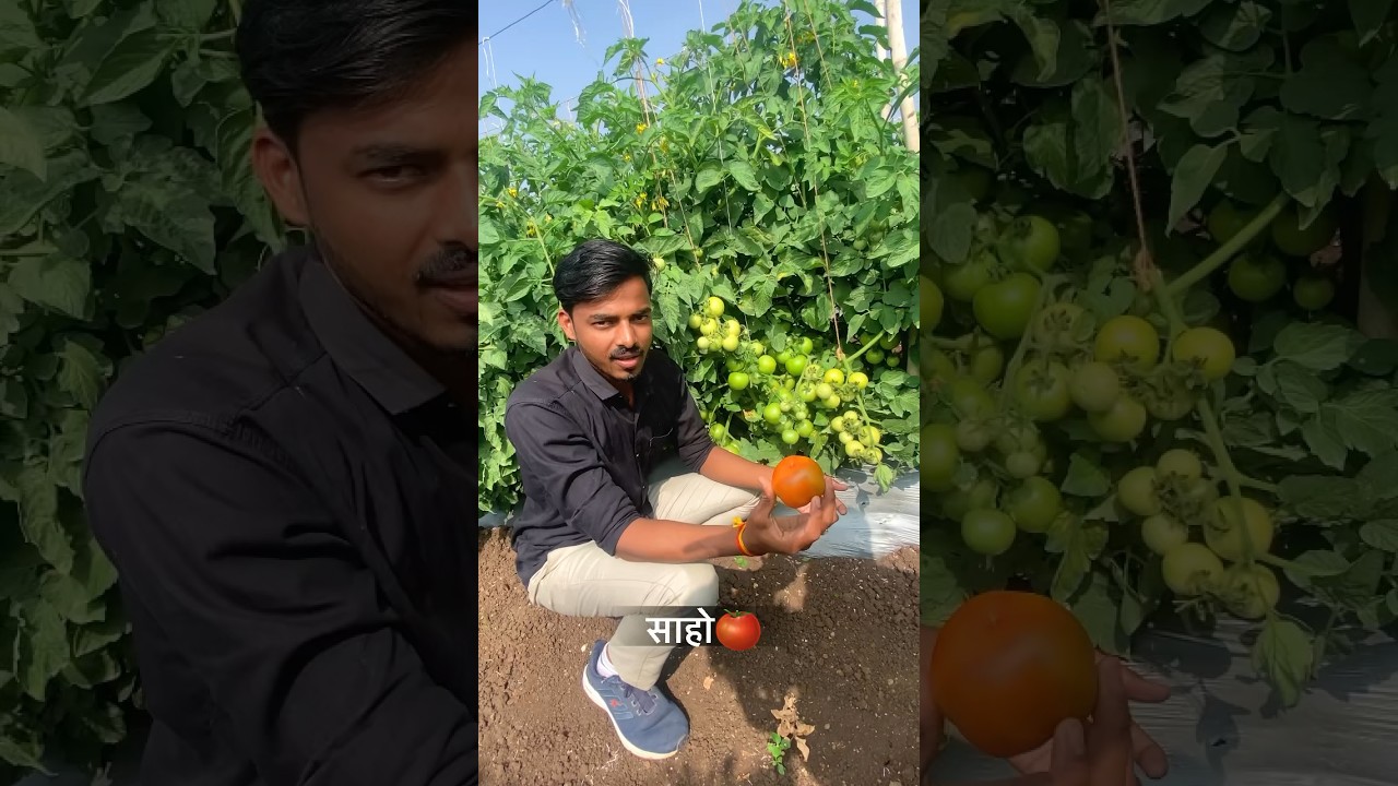 Saaho Tomato verity 🍅🌱 / Syngenta saaho Tomato #shortvideo #farmer #tomato #shortvideo
