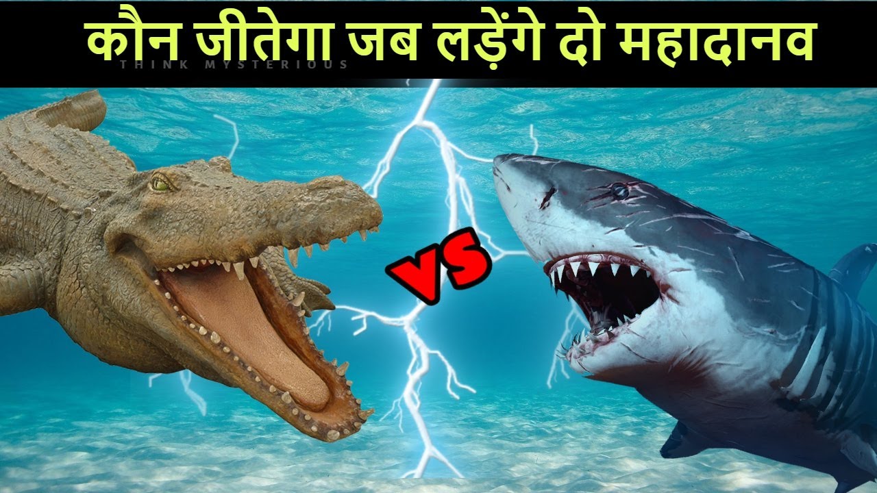 Megalodon vs Sarcosuchus जब भिड़ेगी दुनिया की सबसे बड़ी शार्क दुनिया के सबसे बड़े मगरमछ से