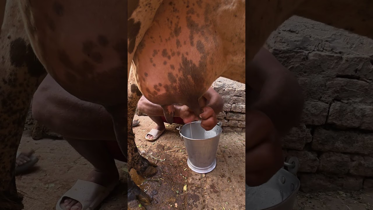 10 KG Cow Milk Live Demo | Desi Cow Milking in Village | Real Village Life in Pakistan