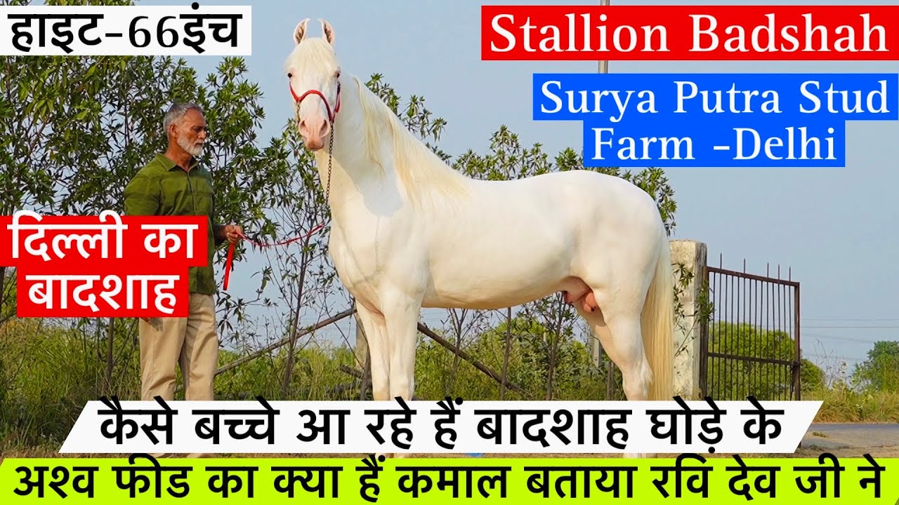 दिल्ली मैं रवि देव जी का नुकरा घोड़ा 66इंच का बादशाह अश्व फीड का क्या हैं कमाल जानिए !