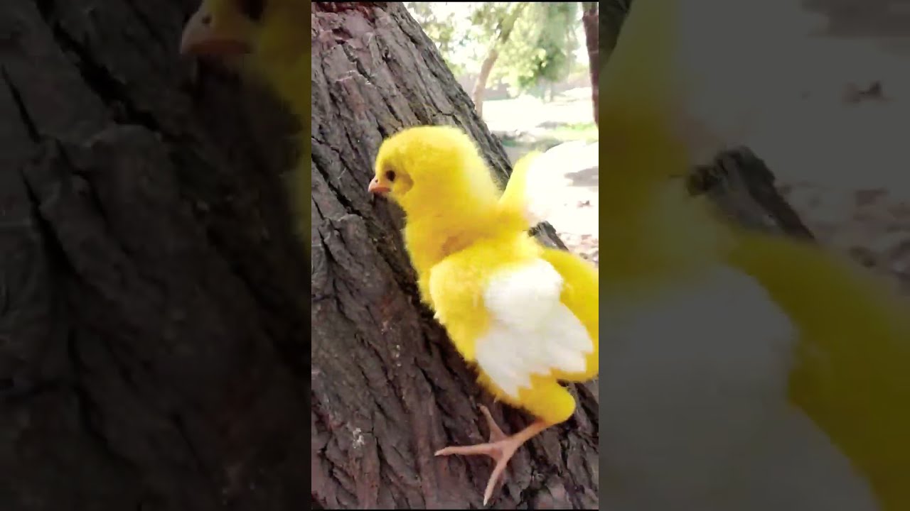 Wow hen baby funny moment | funny chicks video | coloured chicks | chicken hen cutie part 1 #shorts