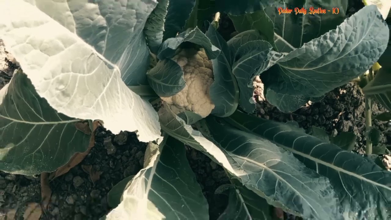 দাদুর লঙ্কা বাগান । #shorts #dailuroutine #newvideo .