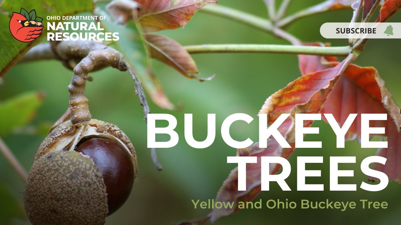 Buckeye Tree: The Yellow and Ohio Buckeye