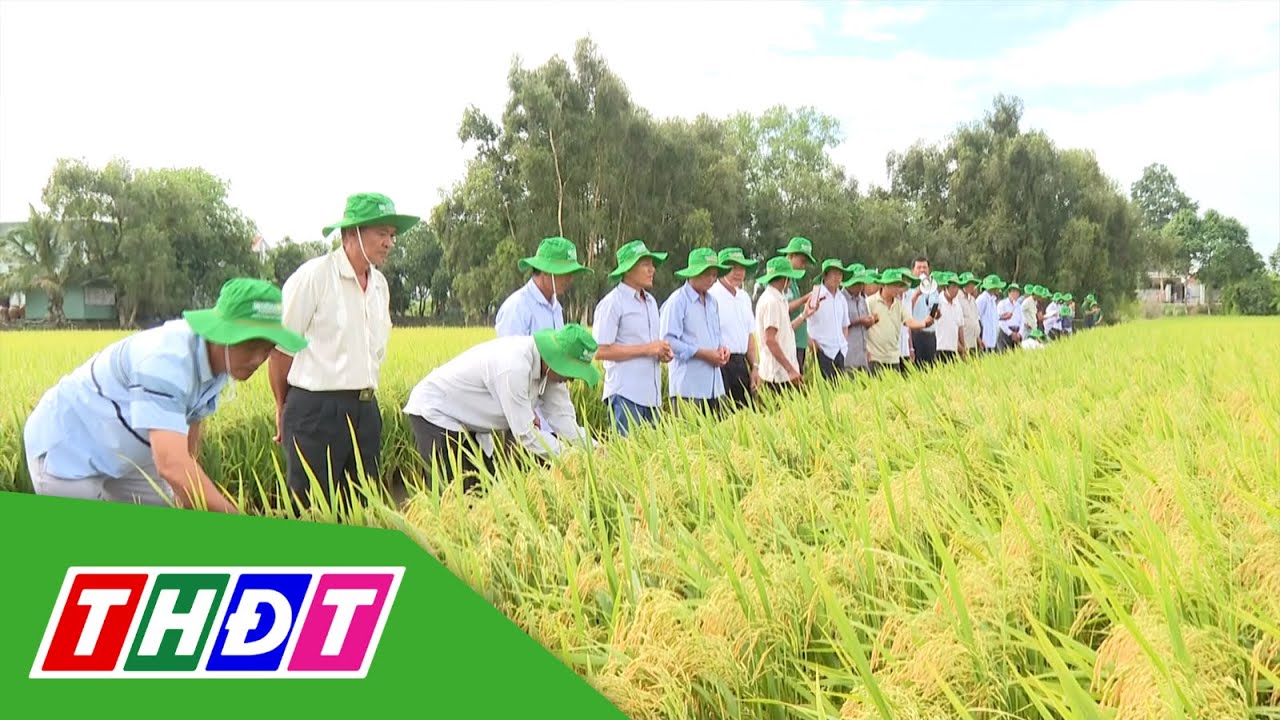 VNR26: Giống ngắn ngày, nhẹ bệnh, năng suất cao cho vụ Hè thu | THDT