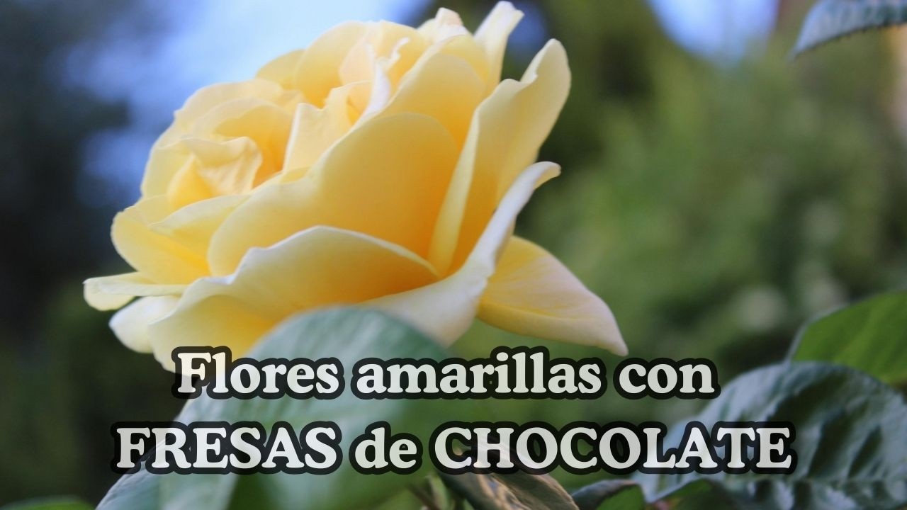 🚨Flores AMARILLAS :Porque se REGALAN el 21 de MARZO 🤔 #fresasbonitas #emprendedoras