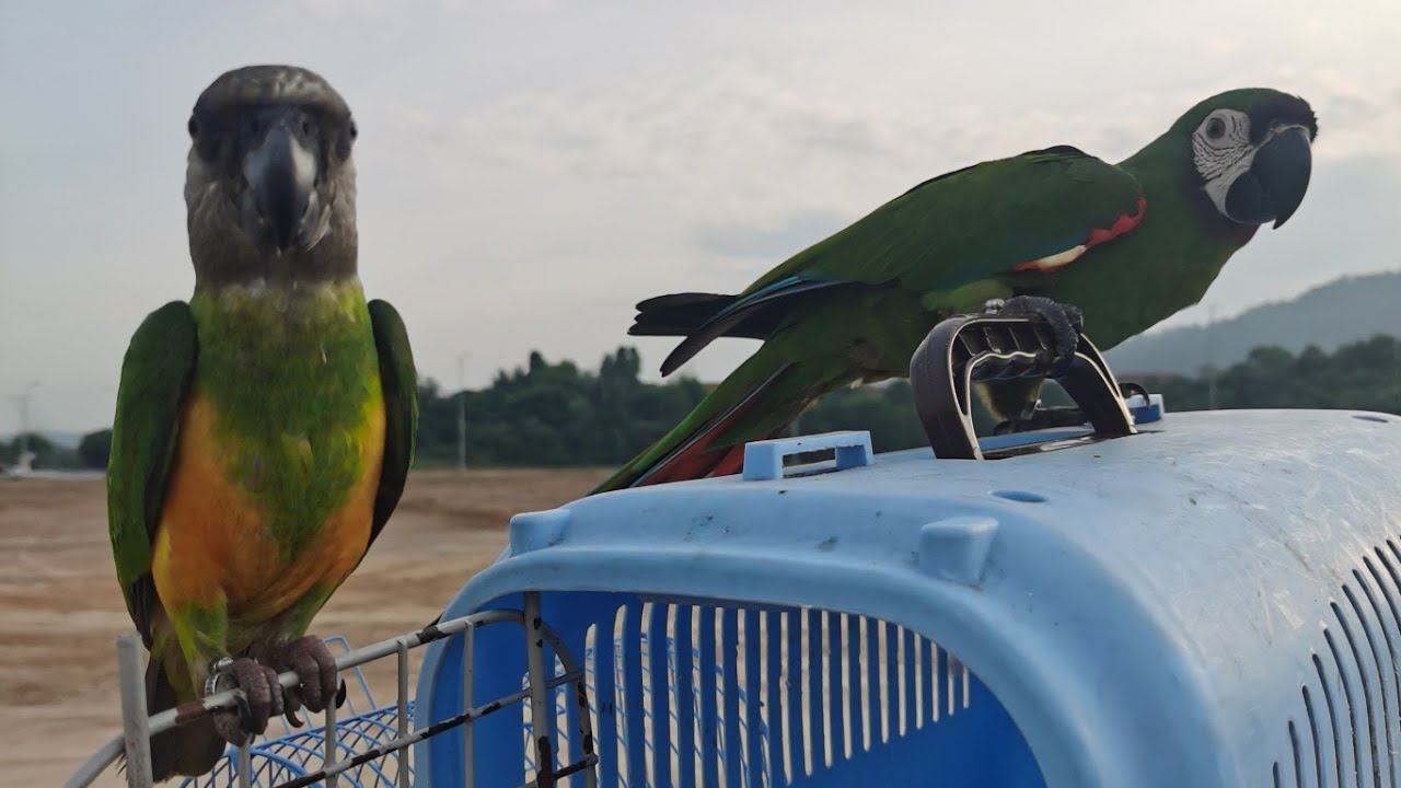 Senegal Parrot Flying with Chestnut Fronted Macaw - Balcony Free Flight