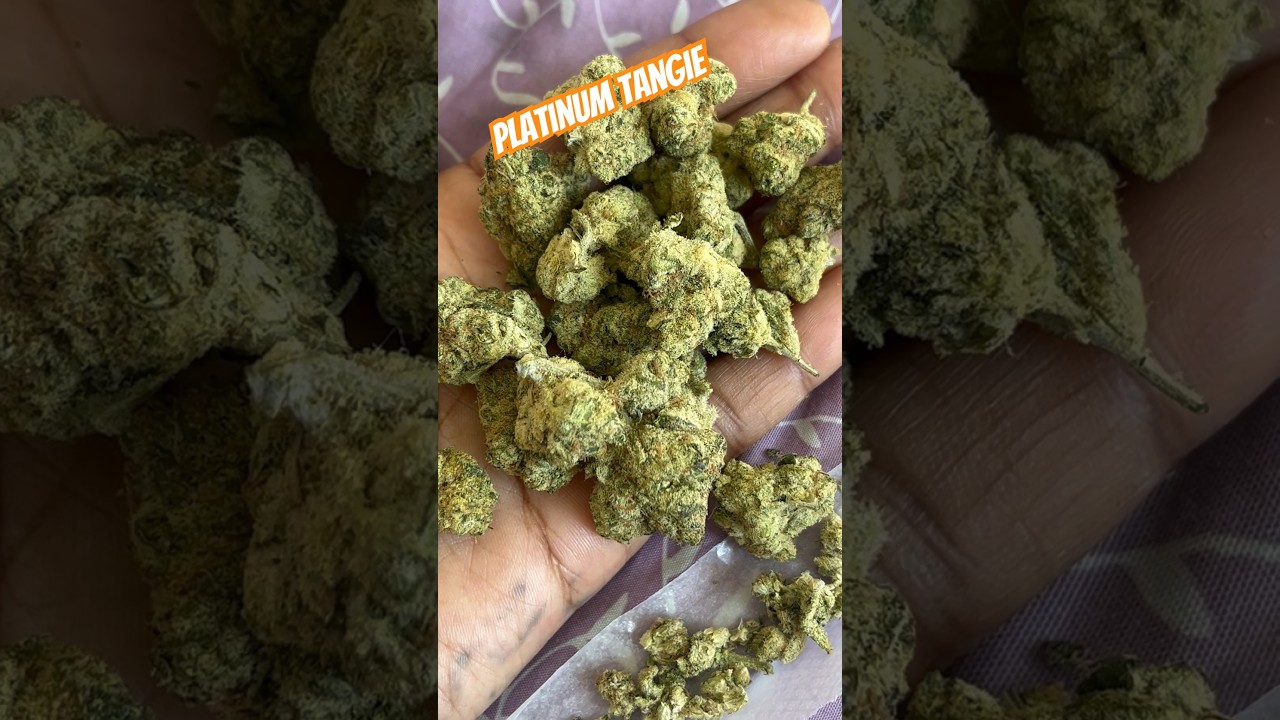 Platinum Tangie Strain Review