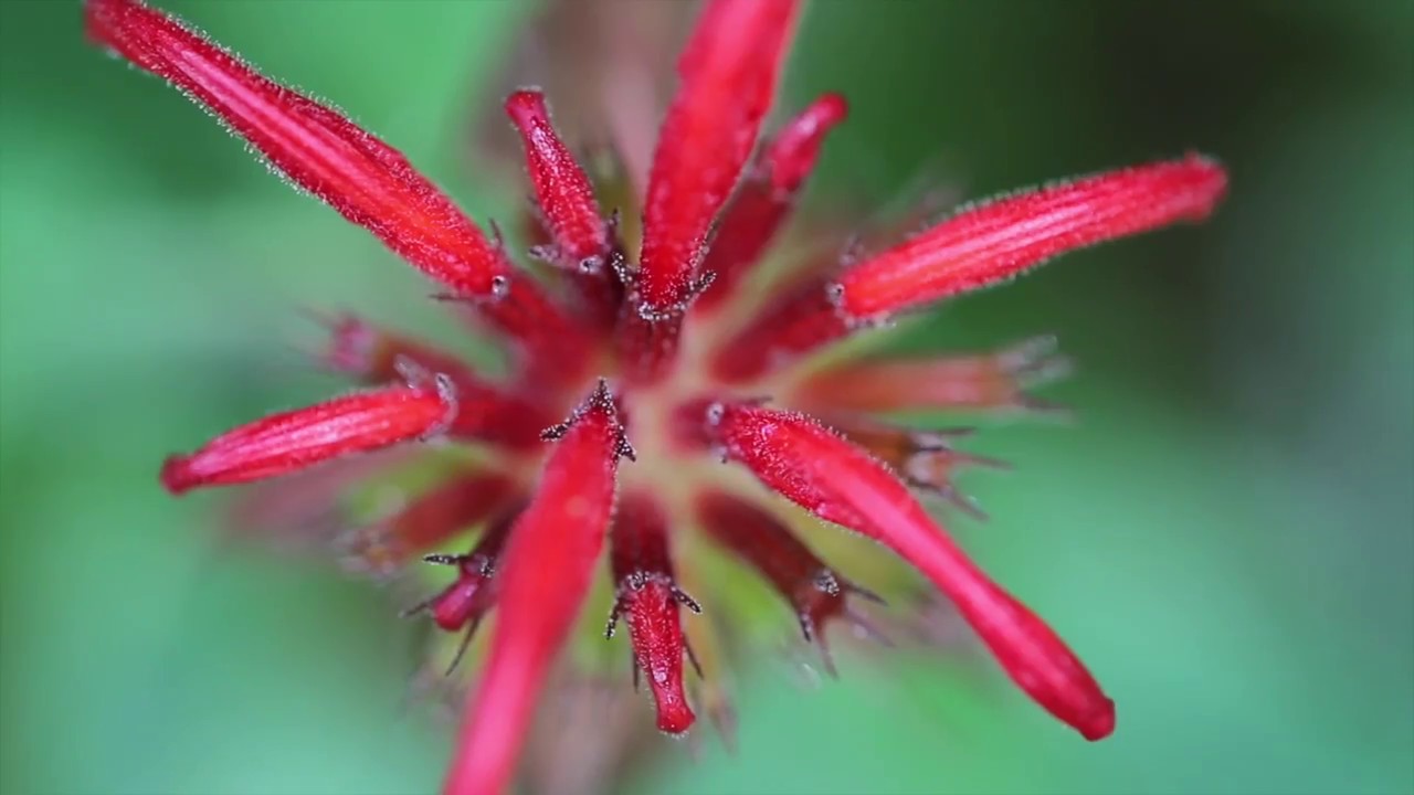 Monarda (didyma, punctatum, fistulosa)