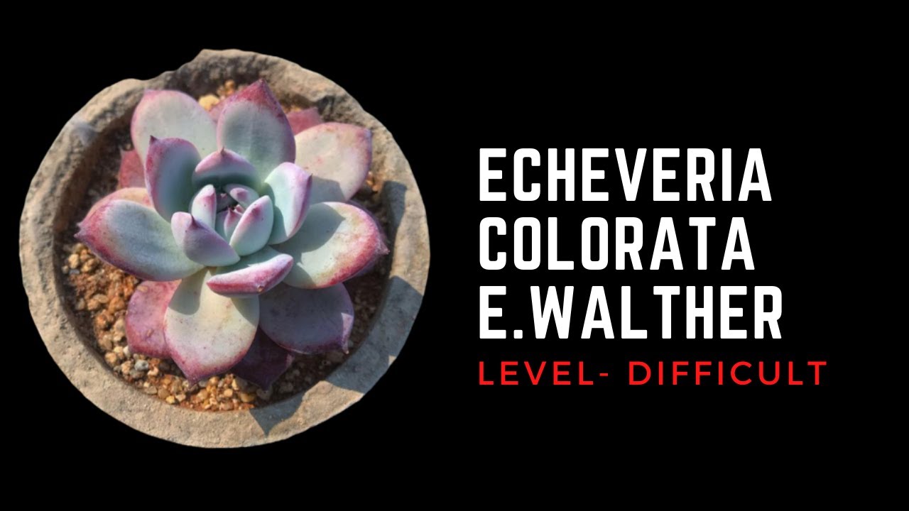 || ECHEVERIA COLORATA E.WALTHER || CARE TIPS ||