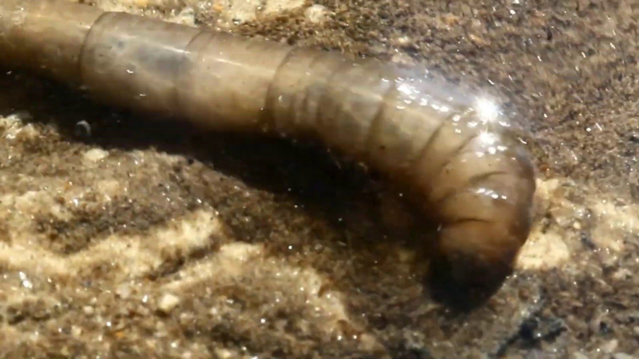 Crane fly larva