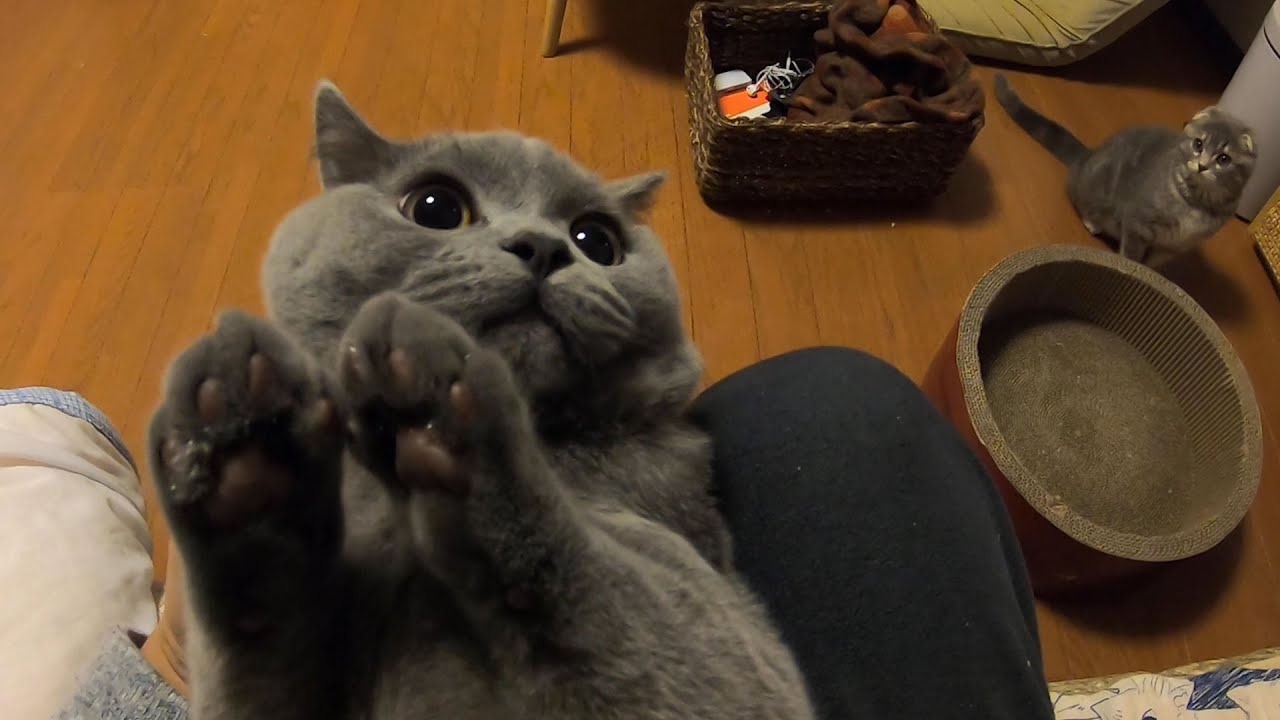 先輩猫と再会した子猫がかわいい…
