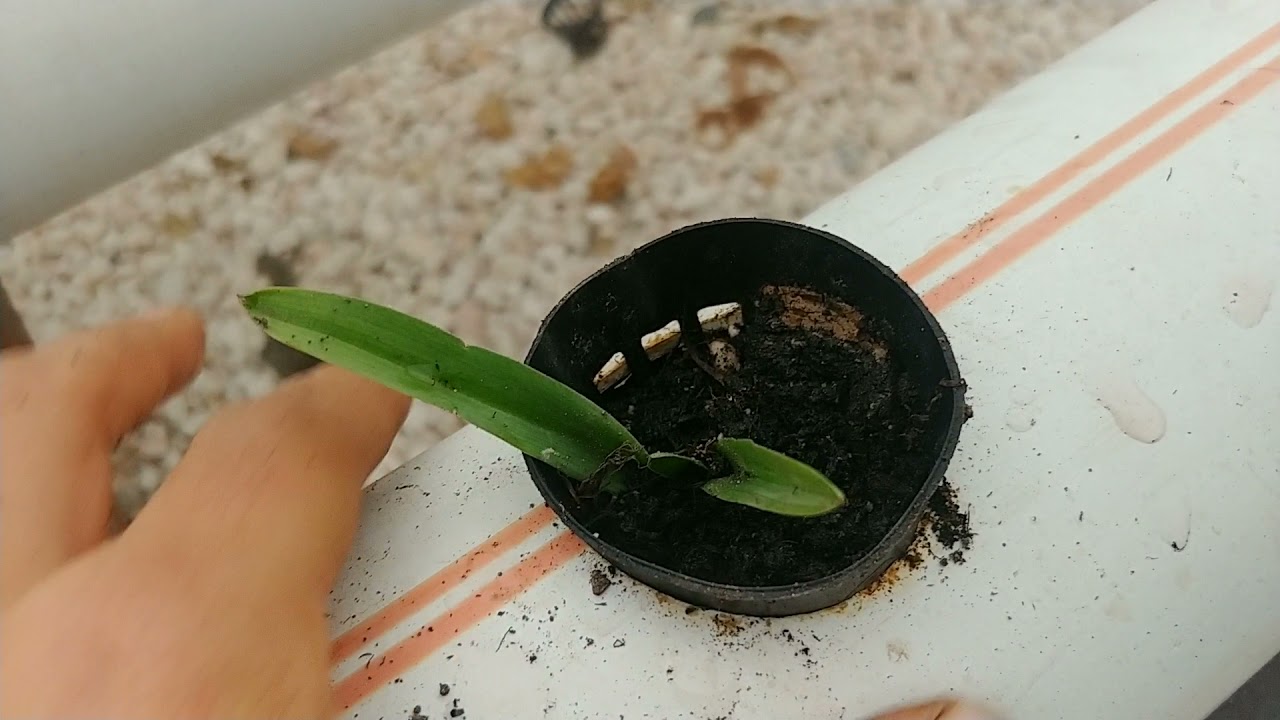 SAFRANIN 1 KİLOSU 60.000TL Yeni AR-GE ÇALIŞMAM ...SALEP KİLOSU 2.000 TL. TÜRKİYEDE İLK..