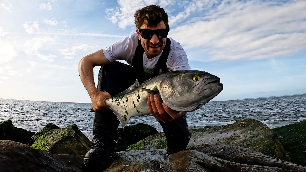 Bluefish Battles | The Mag Darter NYC