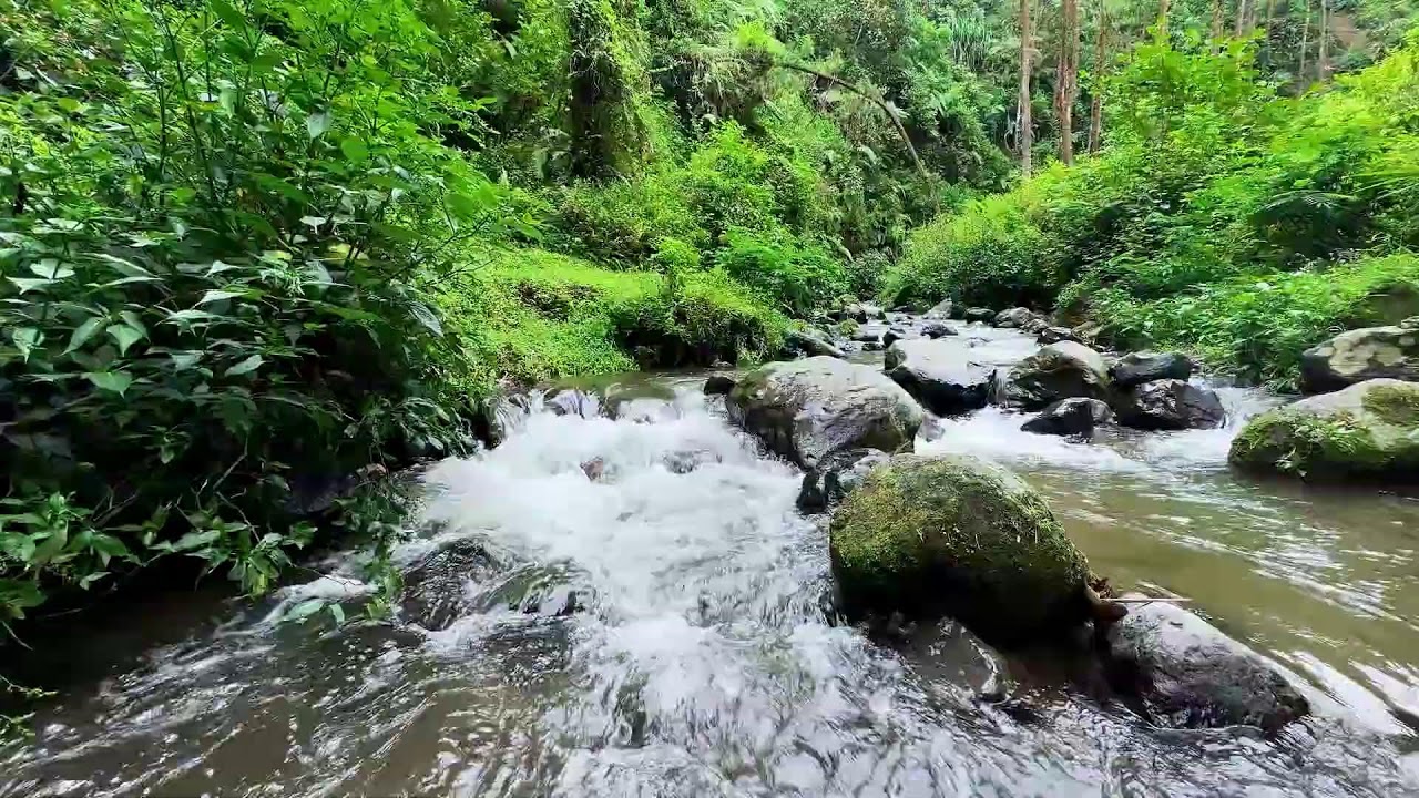 Help yourself sleep with calming river ambience in forest daylight supporting deep slow breathing