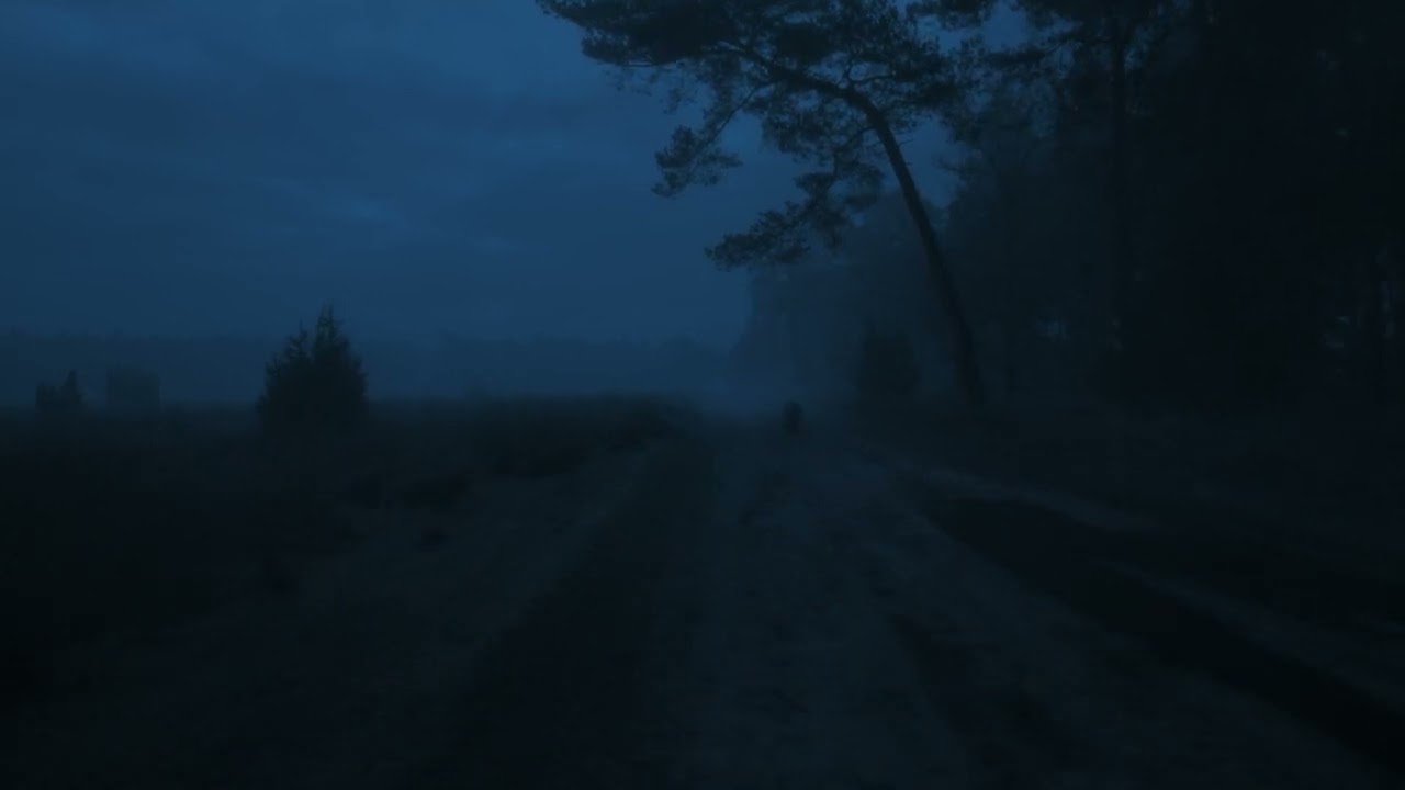 Walk in forest 