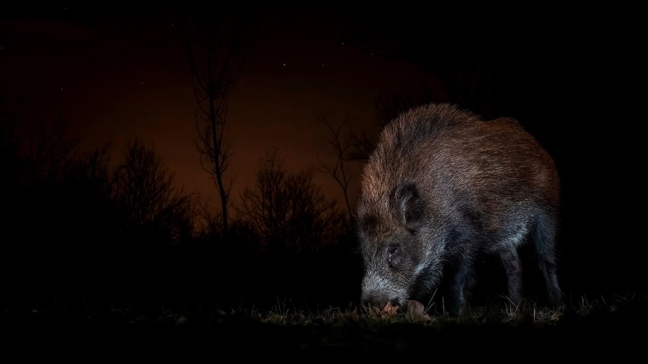 Esperas nocturnas de jabalíes en Portugal