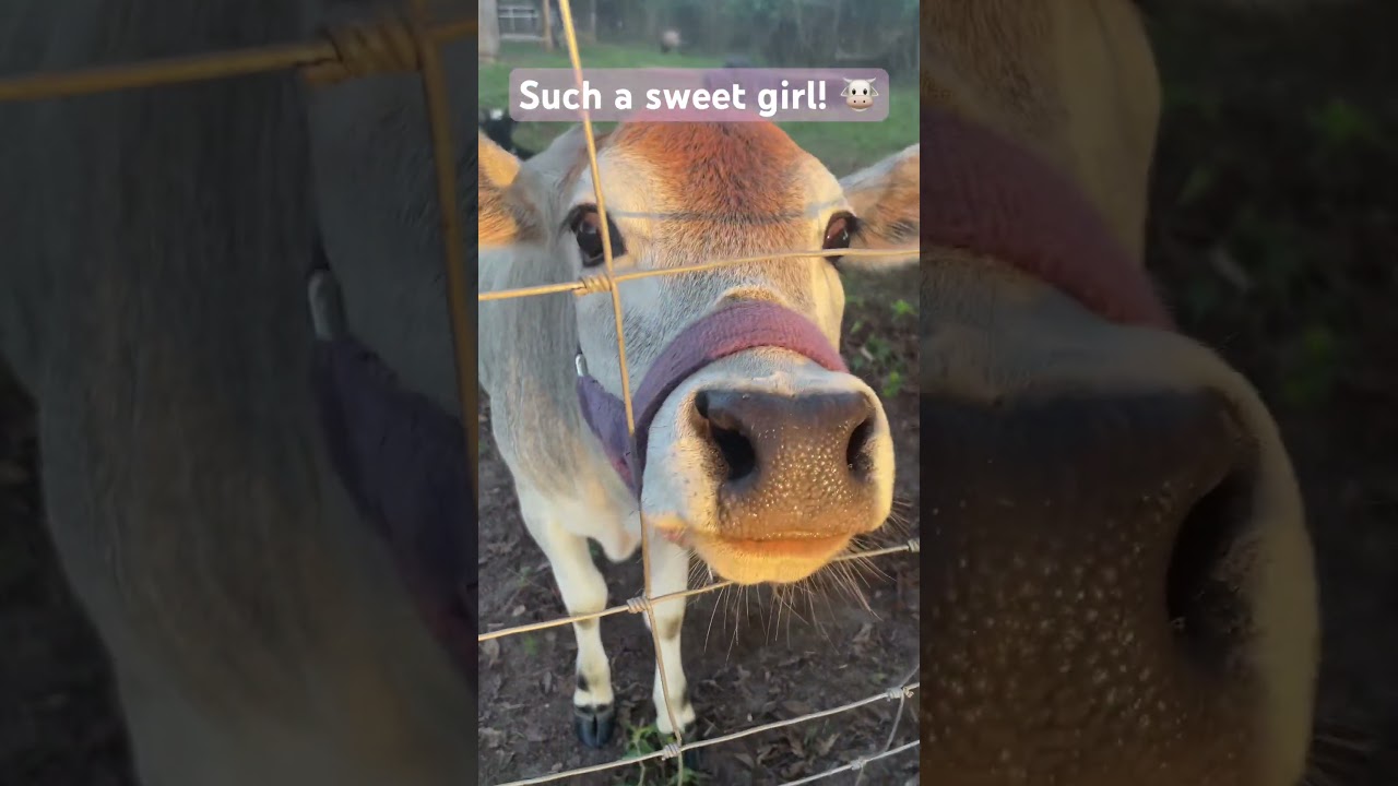 Cow Nose! 👃 #farmfriends #animal #pets #cows #bovine #hellbovine #cute #funny #cow #nose