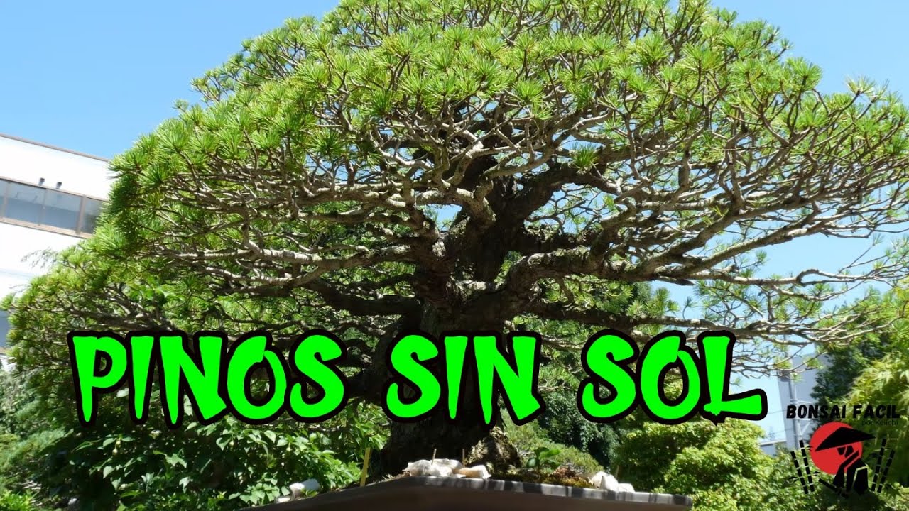 Pinos sin sol - Bonsai Facil