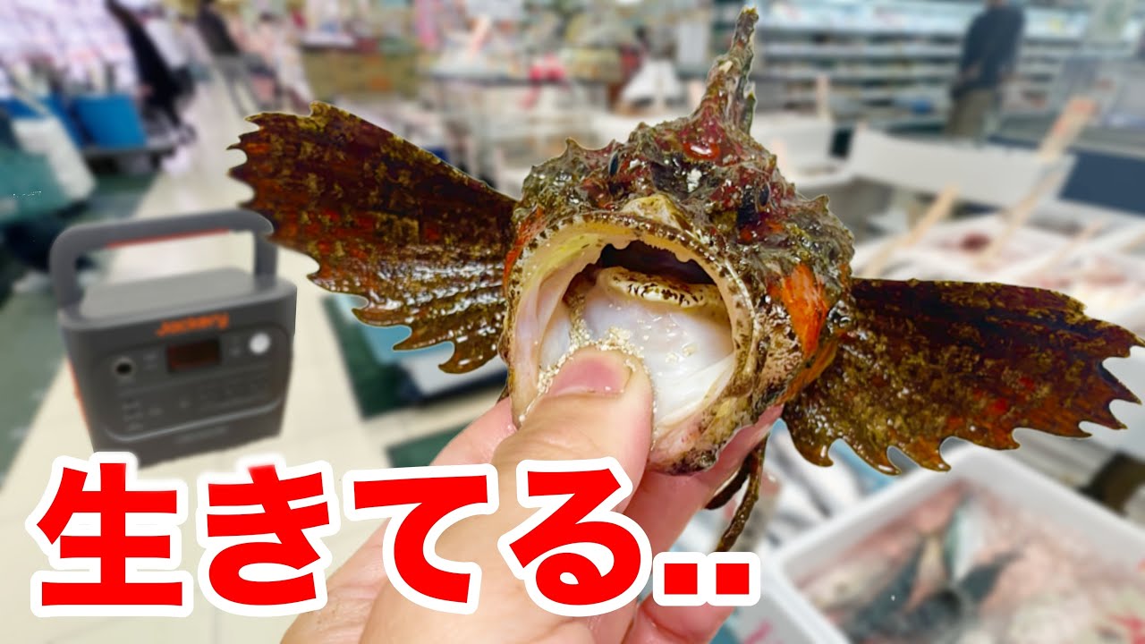 鮮魚店で売っていたヤバすぎる魚を飼ってみた結果...！！