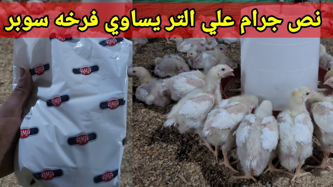 سقوه الحر والصيف للفراخ البيضاء بتعالج معاك مشكله النهجان وكمان بارفع المناعه وكمان الموت المفاجئ