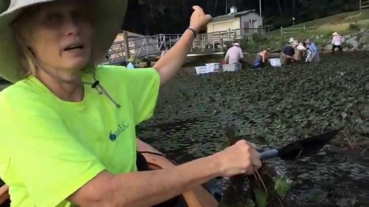 Water Chestnut Harvest