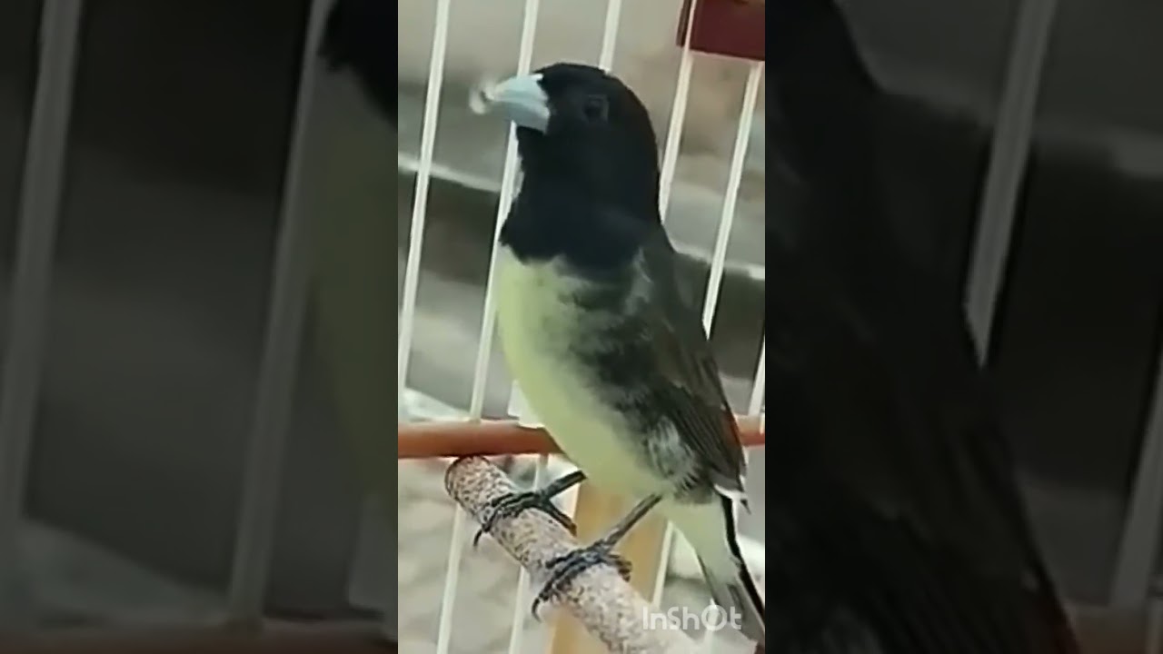 PAPA CAPIM VIVITI ! QUE CANTASSO !