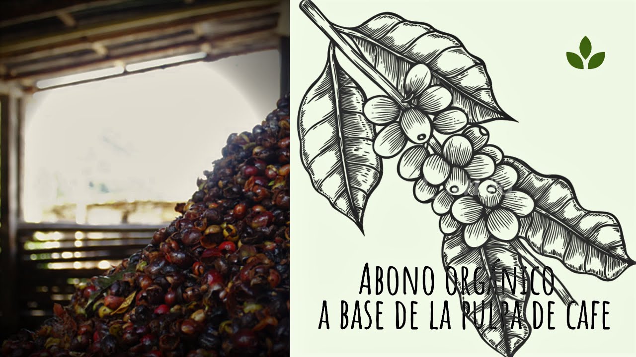 Abono orgánico a base de la pulpa de cafe