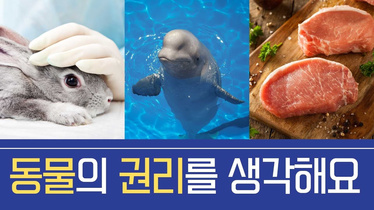 동물의 권리, 동물권을 알아봅시다 (세계시민교육)