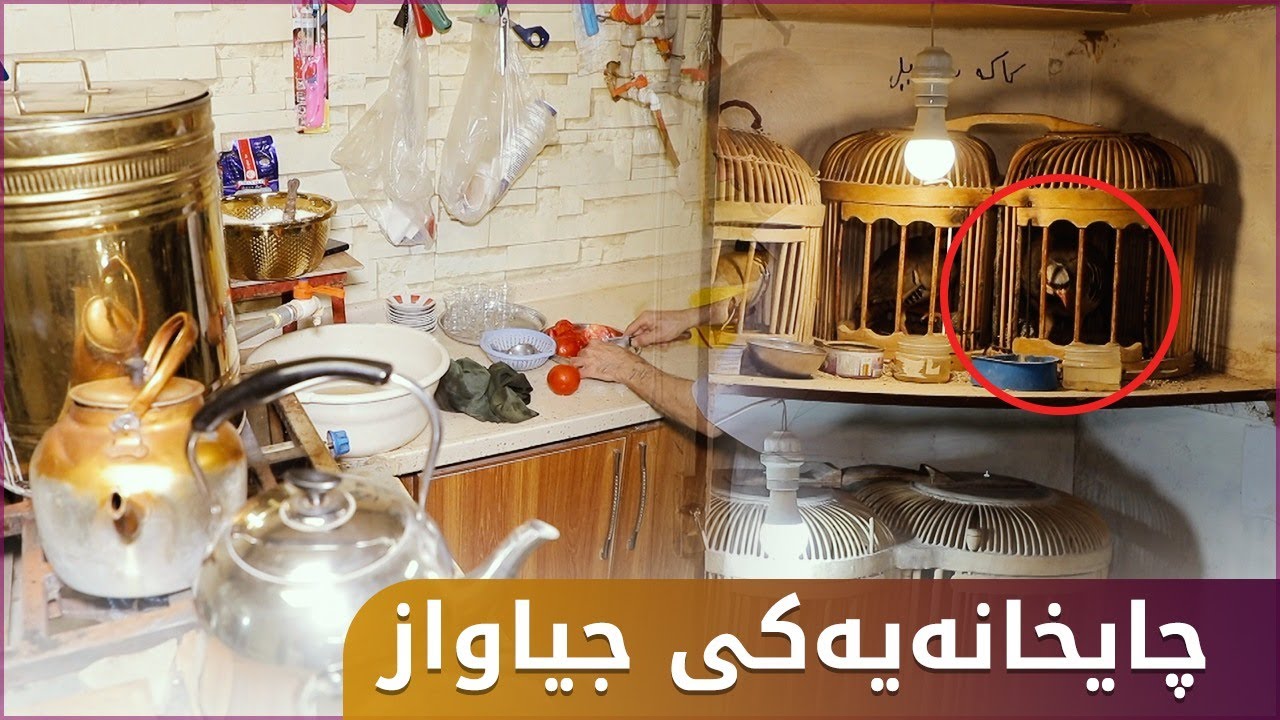 لەم چاخانەیەی سلێمانی بەس بۆ کەو بازانە و شەڕە کەوی تیادەکەن