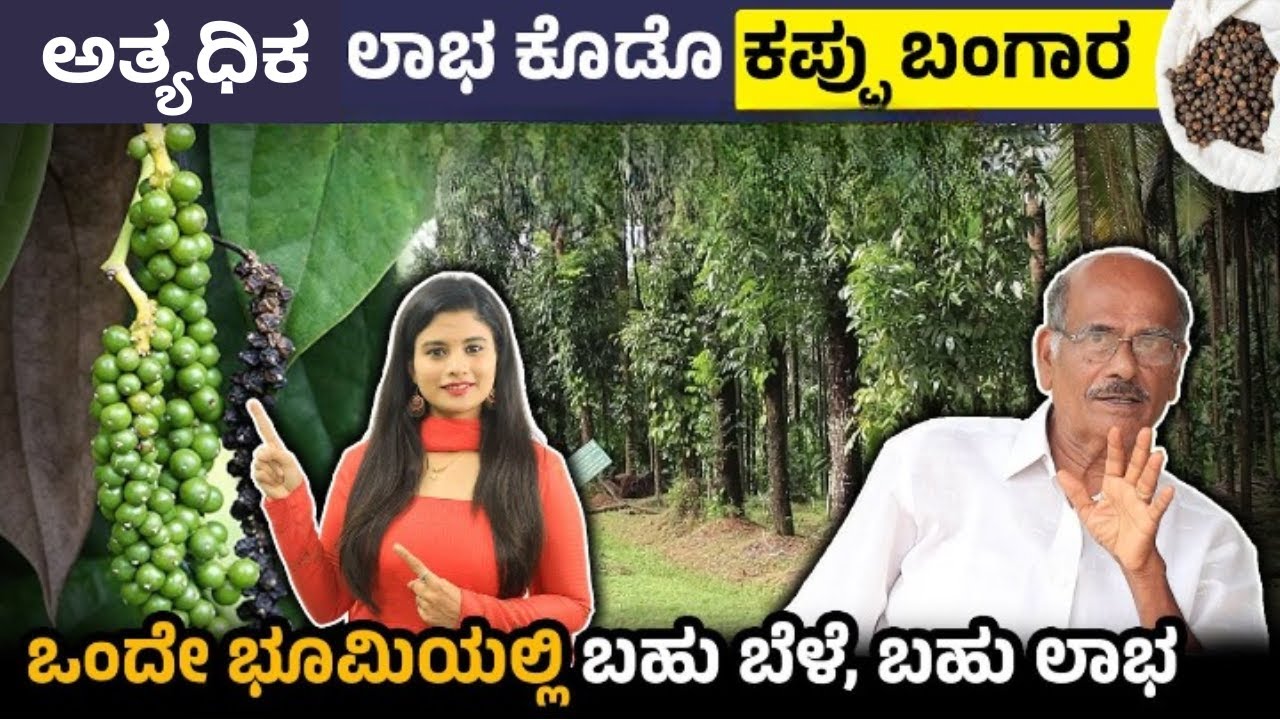 ಲಾಭದಾಯಕ ಆದಾಯ ಕೊಡೋ ಕಪ್ಪು ಬಂಗಾರ ಈ ಕೃಷಿ - Black Pepper Farming Complete Details In Kannada