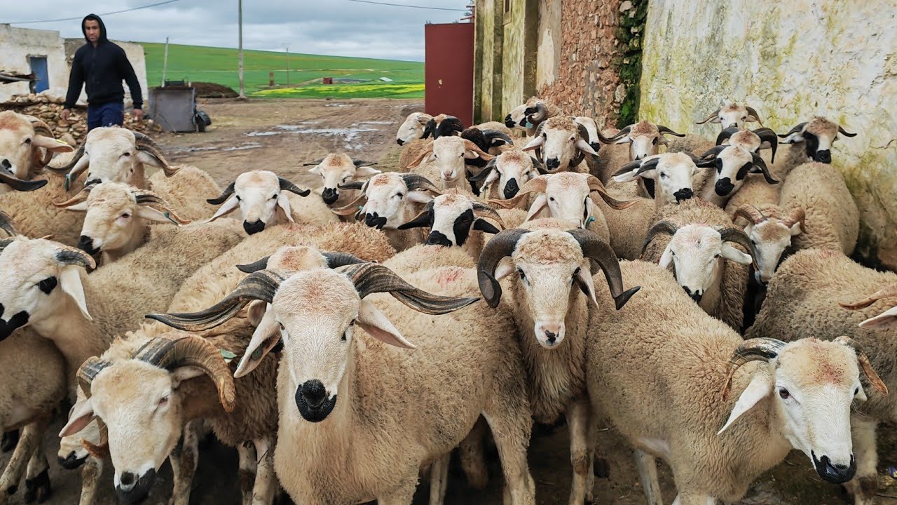 40خروف صردي للبيع نواحي بني زرارة اولاد بوزيري التواصل مع هشام 0694724605