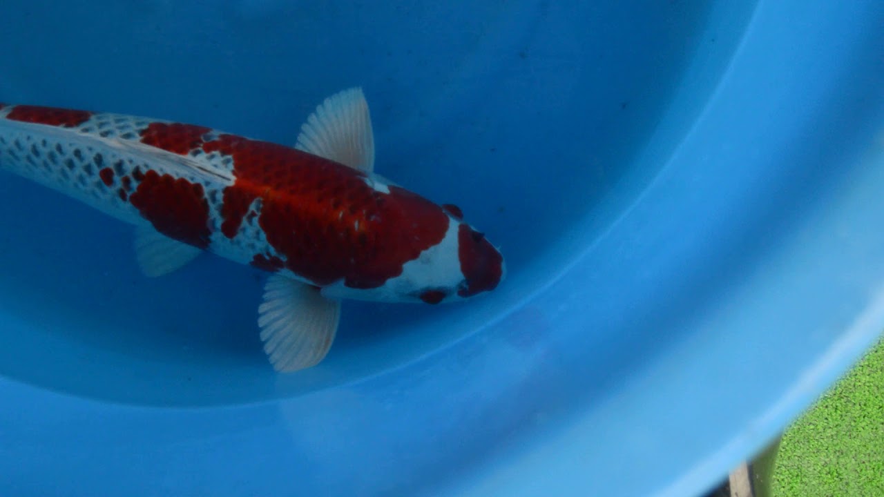 Kujyaku, Sakazume Koi Farm, r0123n001