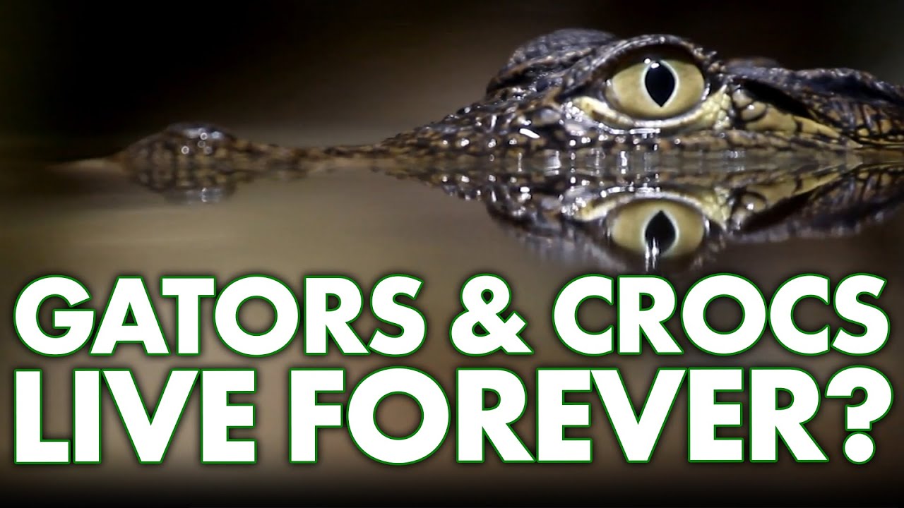 Alligators and Crocodiles: Biologically Immortal?  | Strange & Suspicious TV Show