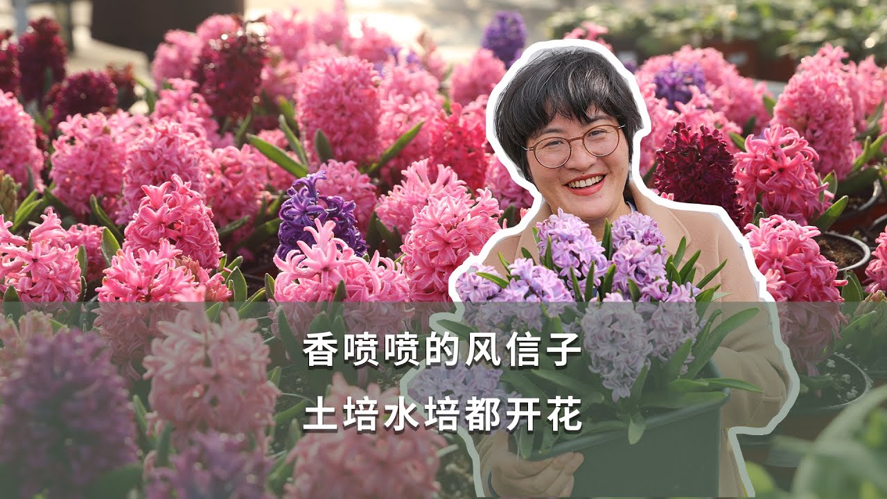 香噴噴的風信子，土培水培都開花